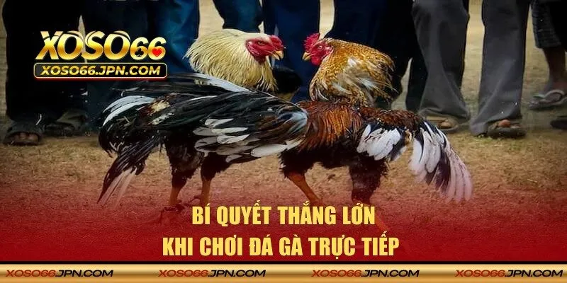 Bí quyết lựa chọn chiến kê khỏe mạnh