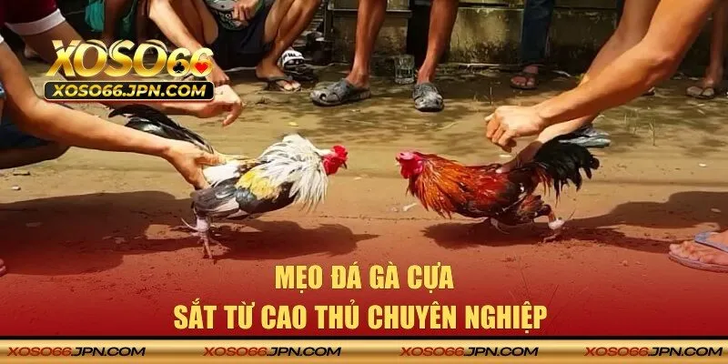 Kinh nghiệm đá kê chuẩn từ dân chuyên nghiệp
