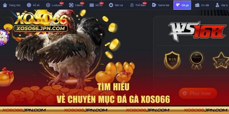 Tìm hiểu về chuyên mục đá gà XOSO66 